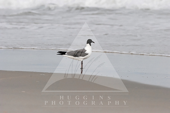 Laughing seagull at Hatteras