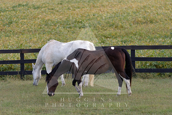 A white and American Paint horse graze.