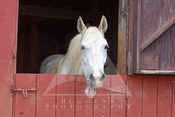 Goofy horse