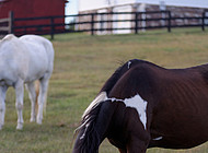 American paint horse