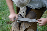 A farrier works on a hoof