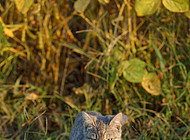 Farm kitten and soybeans
