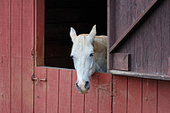 Horse looks out barn