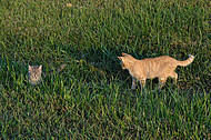 Farm cats in the grass